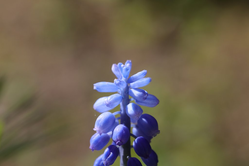 574A5025.JPG -  Grape hyacinth  ( Traubenhyazinthe )