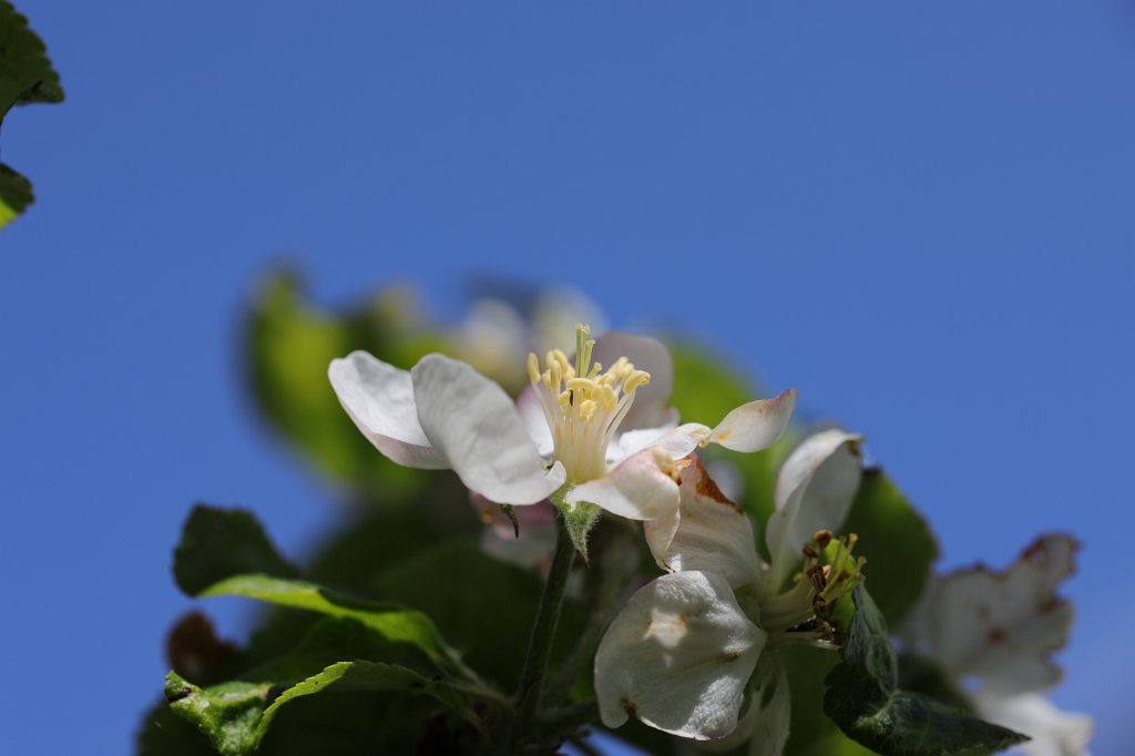 574A5034.JPG -  Apple tree bloom  ( Apfelbaumblüte )