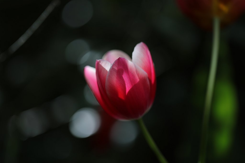 574A5085.JPG -  Tulip  ( Tulpe )