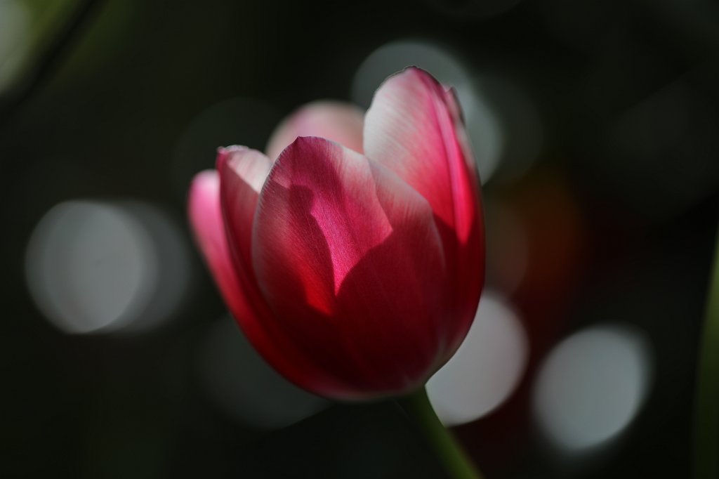 574A5086.JPG -  Tulip  ( Tulpe )