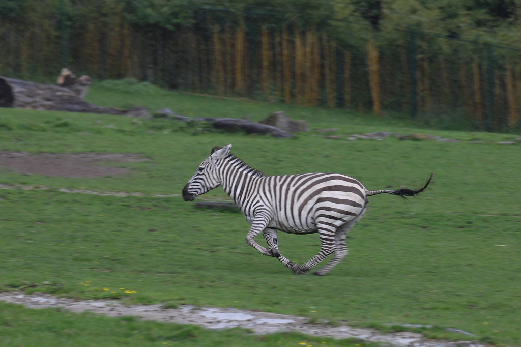 574A5383_c.jpg -  Grant's zebra  going fast in the rain ( Böhm-Zebra  im Regen)