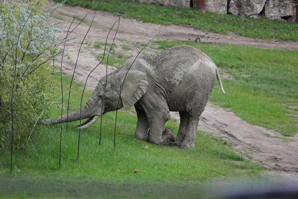 574A5468.JPG -  African bush elephant  ( Afrikanischer Elefant )