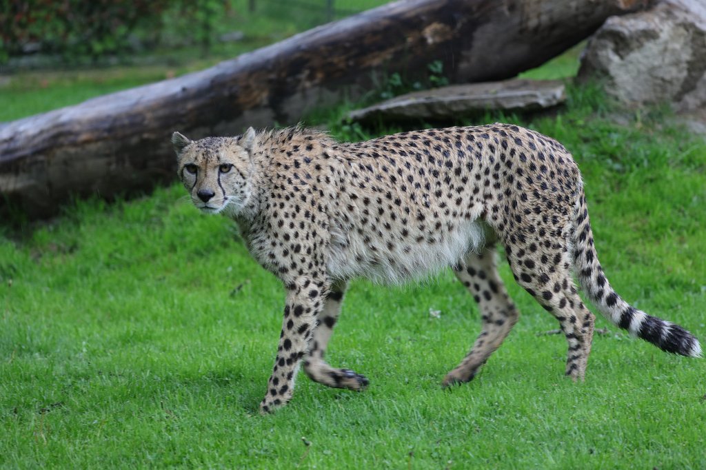 574A5506.JPG -  Cheetah  ( Gepard )