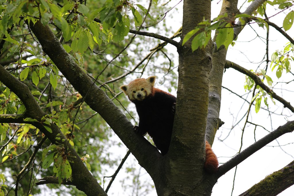 574A5540.JPG -  Red panda  ( Kleiner Panda )