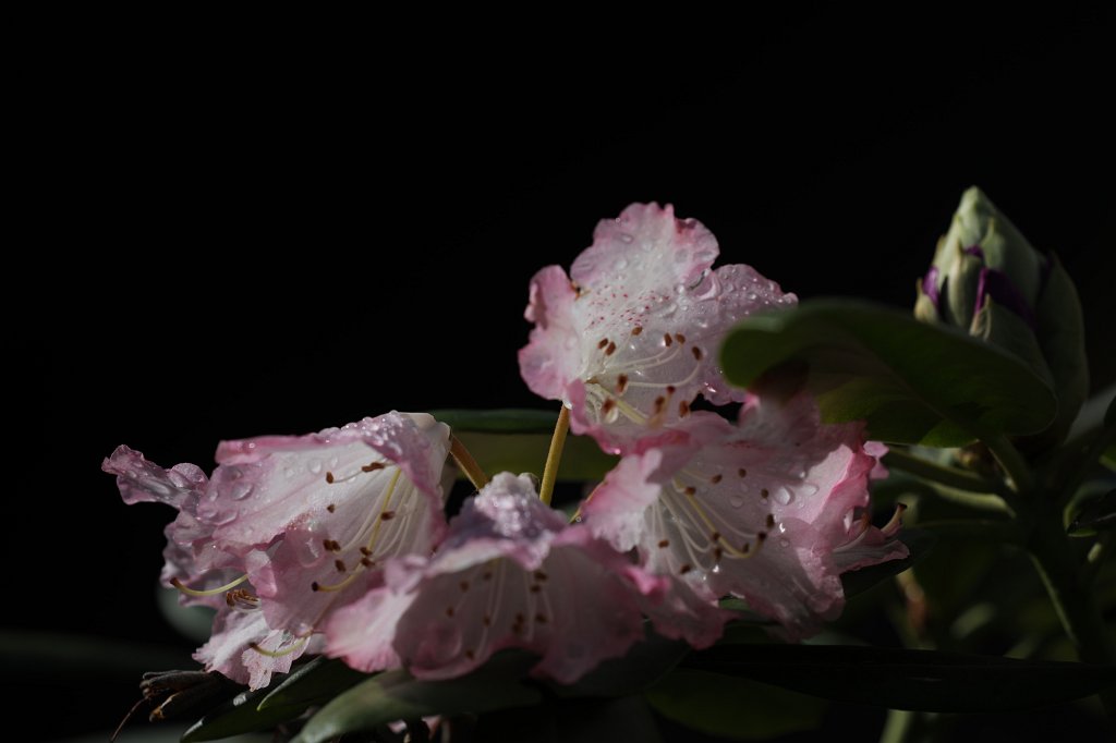 574A5585.JPG -  Rhododendron 