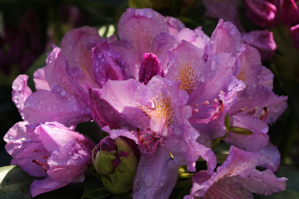 574A5596.JPG -  Rhododendron 