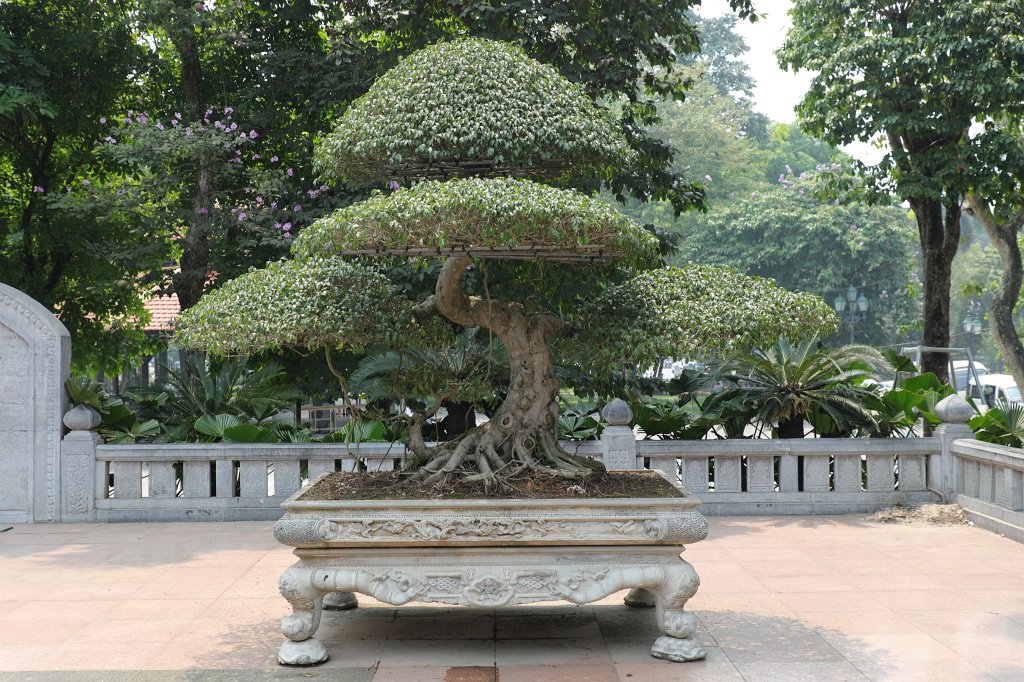 574A5774.JPG - Bonsai at the statue of  Lý Thái Tổ .  He was the founder of the Later Lý Dynasty and of the city of Ha Noi. He moved the capital to Ha Noi in the year 1010.