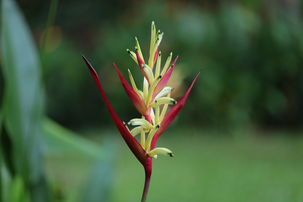 574A7072.JPG -  Heliconia 