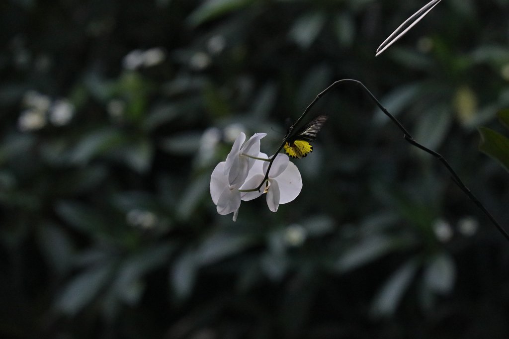 574A7110.JPG - Butterfly on white flower