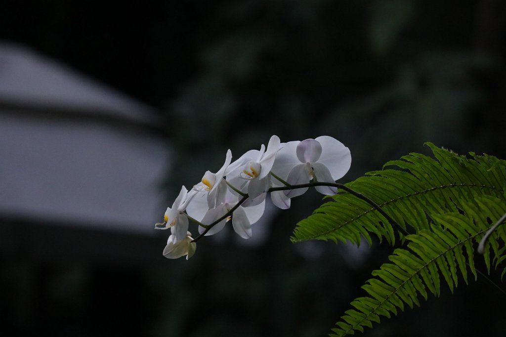 574A7114.JPG - White flower