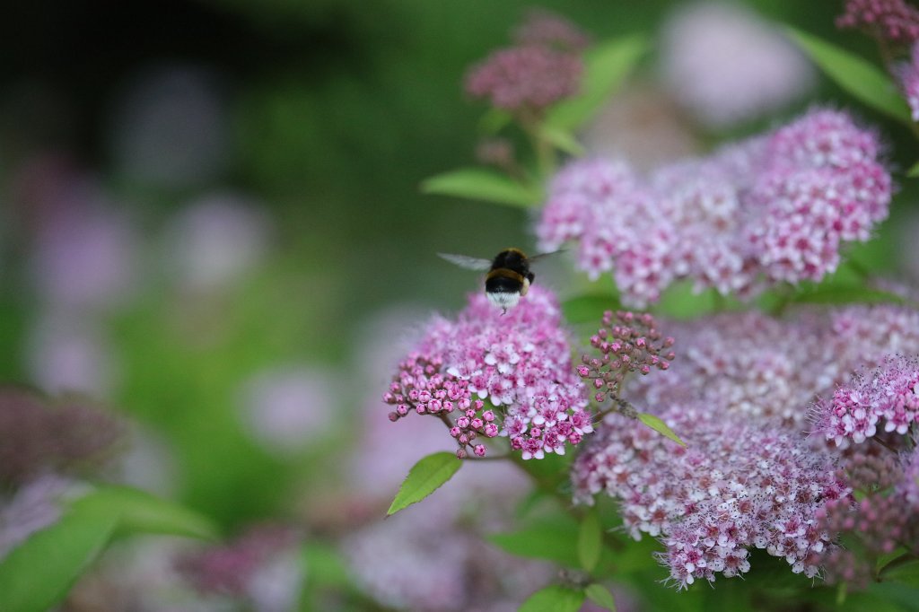 574A8558.JPG - Bumblebee on  Spiraea Japonica  (Hummel auf japanischem  Spierstrauch )