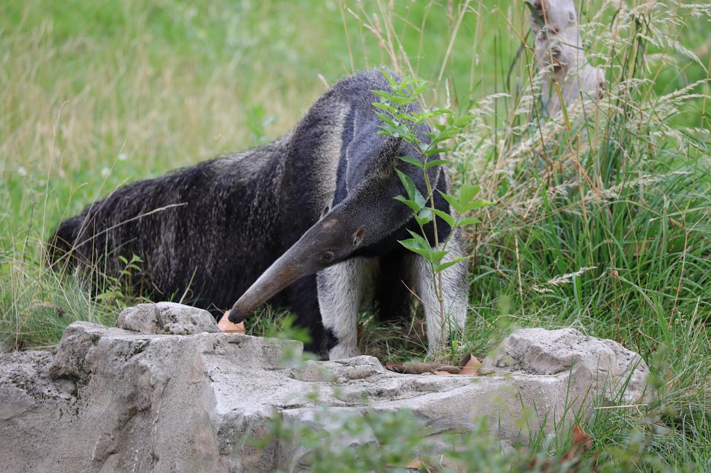 574A8639.JPG -  Giant anteater  ( Großer Ameisenbär )