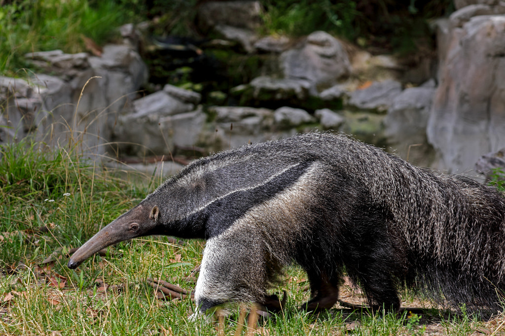 574A8649_c.jpg -  Giant anteater  ( Großer Ameisenbär )