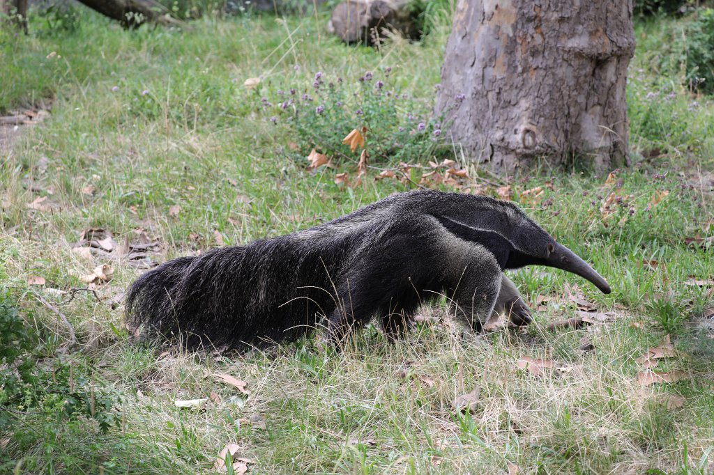 574A8664.JPG -  Giant anteater  ( Großer Ameisenbär )