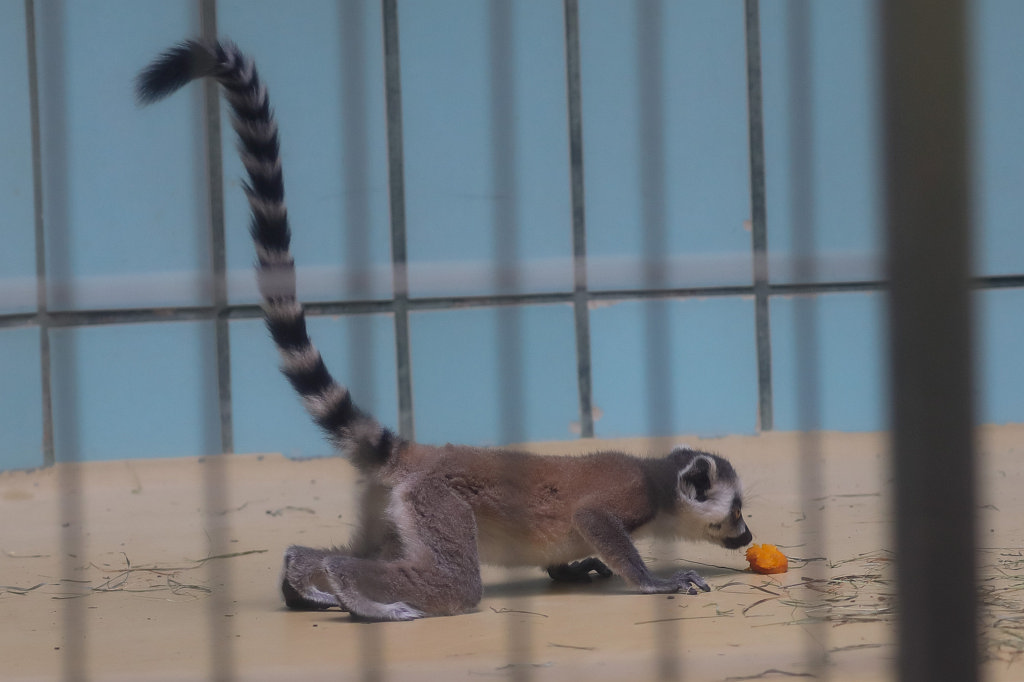 574A8870_c.jpg -  Ring-tailed lemur  ( Katta )
