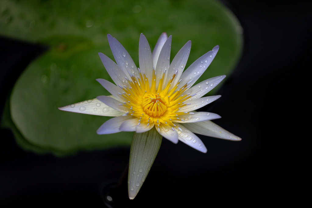 574A9055_c.jpg -  Water lily  ( Seerose )