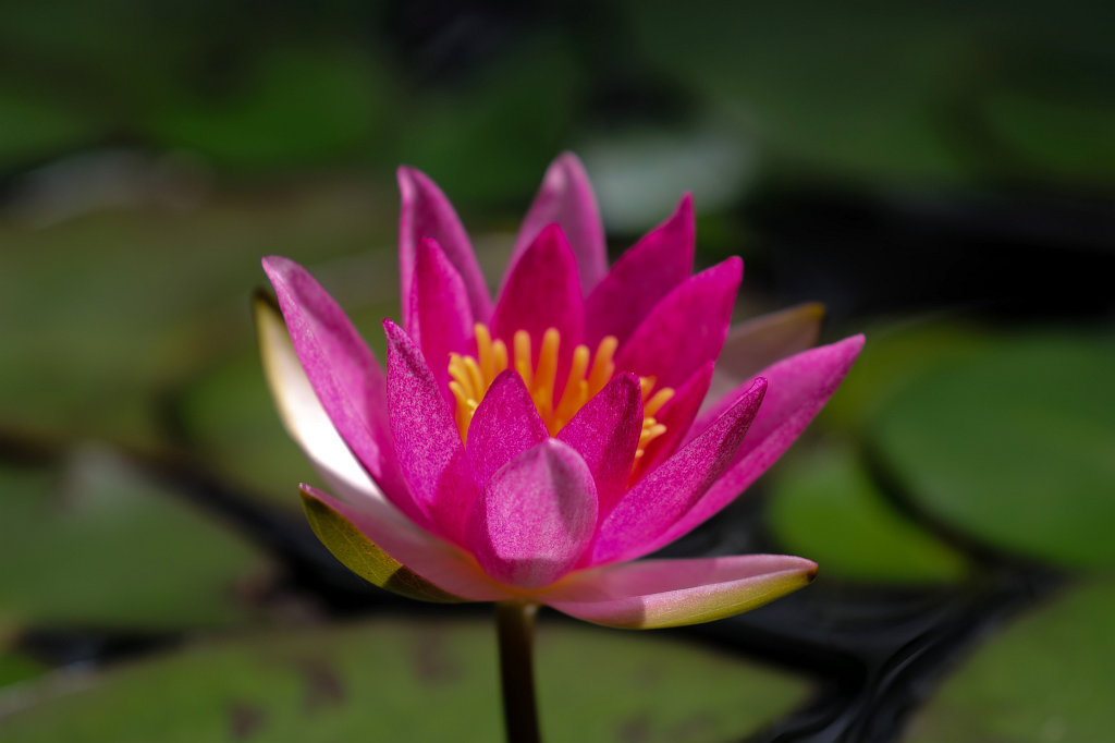574A9073_c.jpg -  Water lily  ( Seerose )