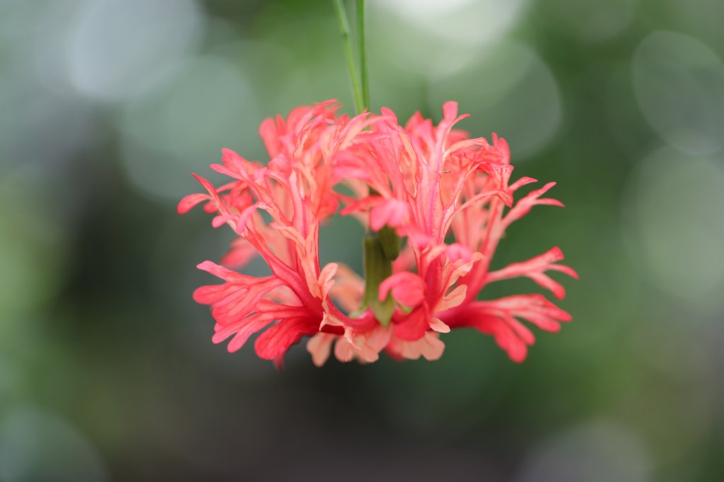 574A9105.JPG -  Hibiscus schizopetalus  (coral hibiscus)