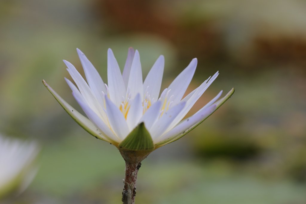 574A9137.JPG -  Water lily  ( Seerose )