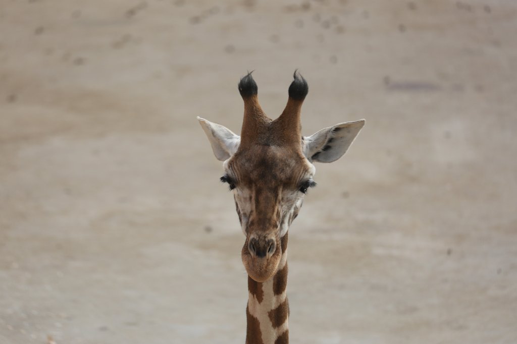 574A0282.JPG -  Rothschild's giraffe  (Rothschild- Giraffe )