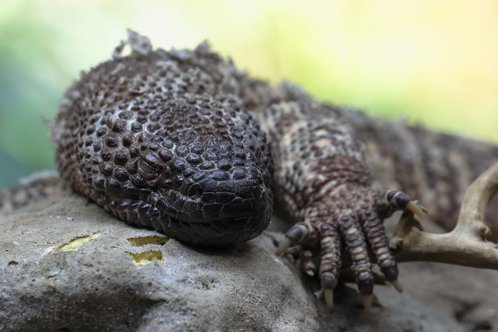 574A0305_c.jpg -  Mexican beaded lizard  ( Skorpion-Krustenechse )