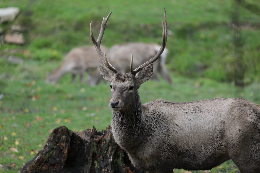 574A0335.JPG -  Bactrian deer  ( Bucharahirsch )