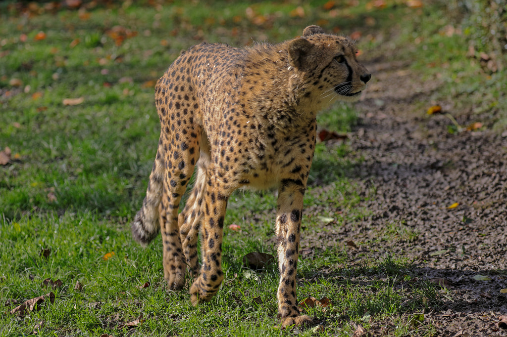 574A0369_c.jpg -  Cheetah  ( Gepard )