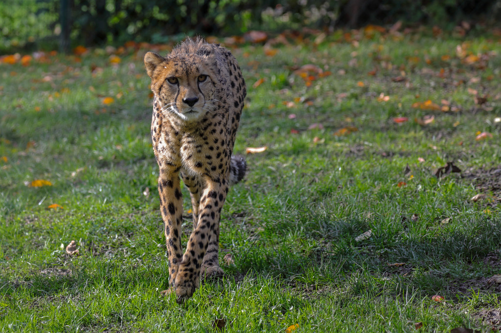 574A0370_c.jpg -  Cheetah  ( Gepard )