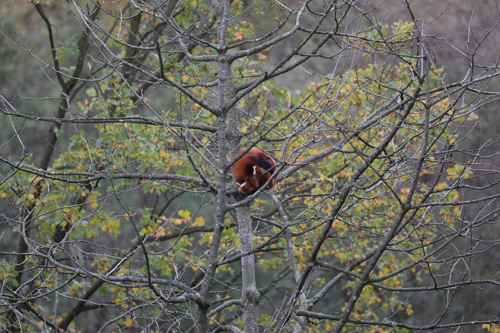 574A0398.JPG -  Red panda  ( Kleiner Panda )