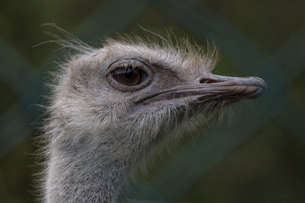 574A0407_c.jpg -  Common ostrich  ( Afrikanischer StrauÃ )