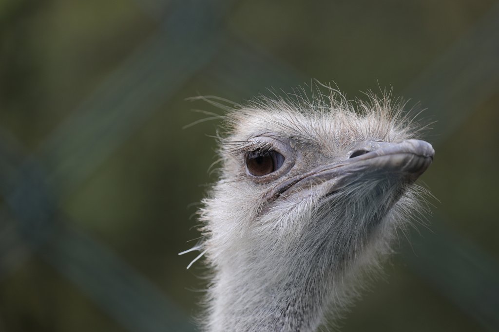 574A0408.JPG -  Common ostrich  ( Afrikanischer Strauß )