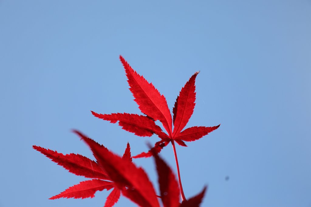 574B0440.JPG -  Acer japonicum  leaves (Blätter des  Japanischen Ahorns )