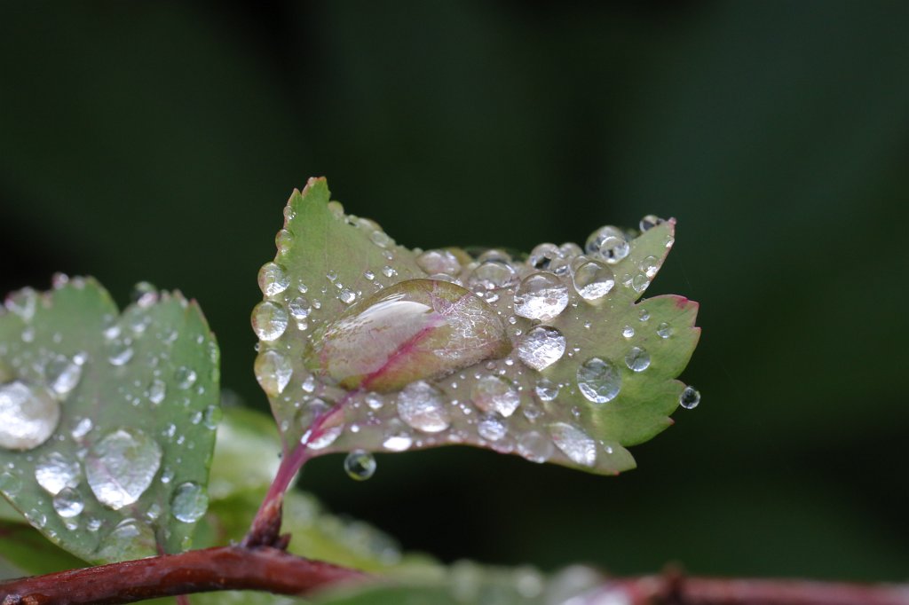 574A9575.JPG - Drops on leaf after the rain