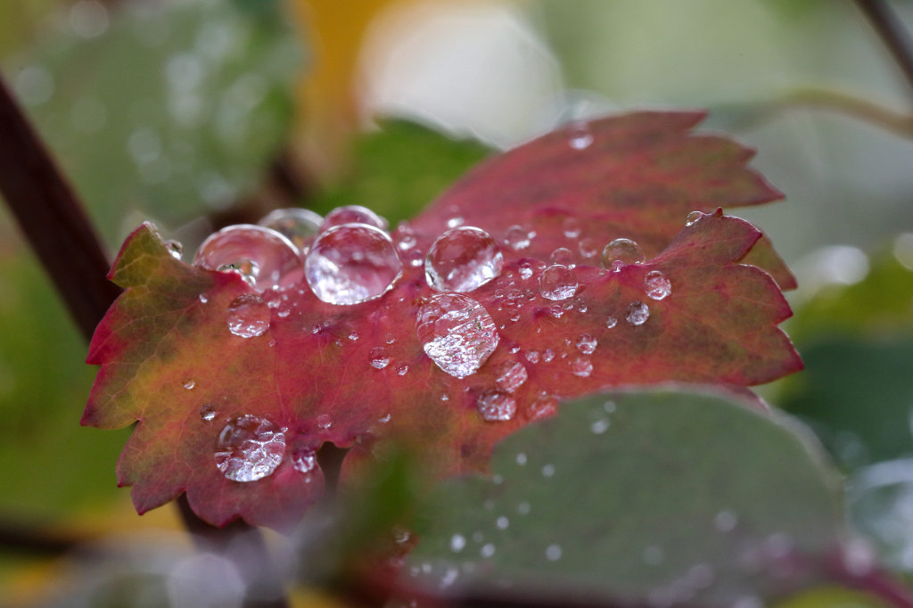 574A9585_c.jpg - Drops on leaf after the rain