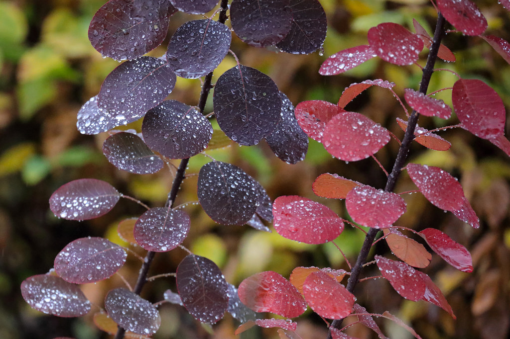 574B0541_c.jpg - Rain drops on red leaves