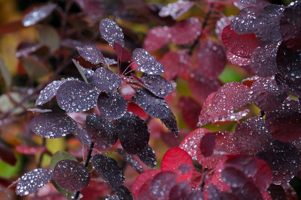 574B0542_c.jpg - Rain drops on red leaves