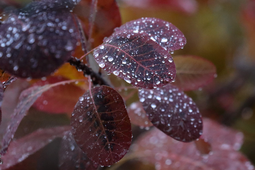 574B0543_c.jpg - Rain drops on red leaves