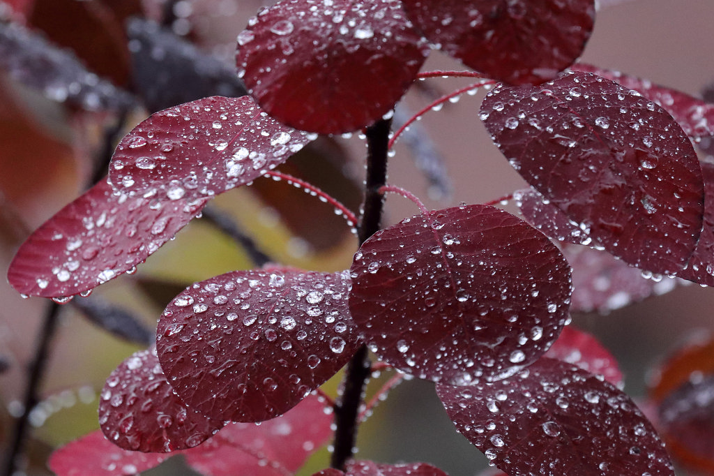 574B0544_c.jpg - Rain drops on red leaves