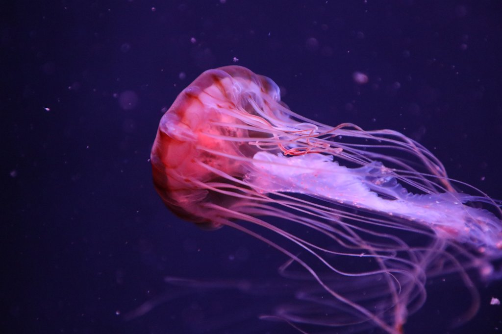 574B1875.JPG -  Jellyfish  at the Aquarium de Paris - Cinéaqua