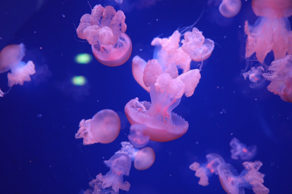 574B1889.JPG -  Jellyfish  at the Aquarium de Paris - Cinéaqua