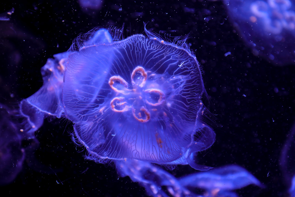 574B1934_c.jpg -  Jellyfish  at the Aquarium de Paris - Cinéaqua