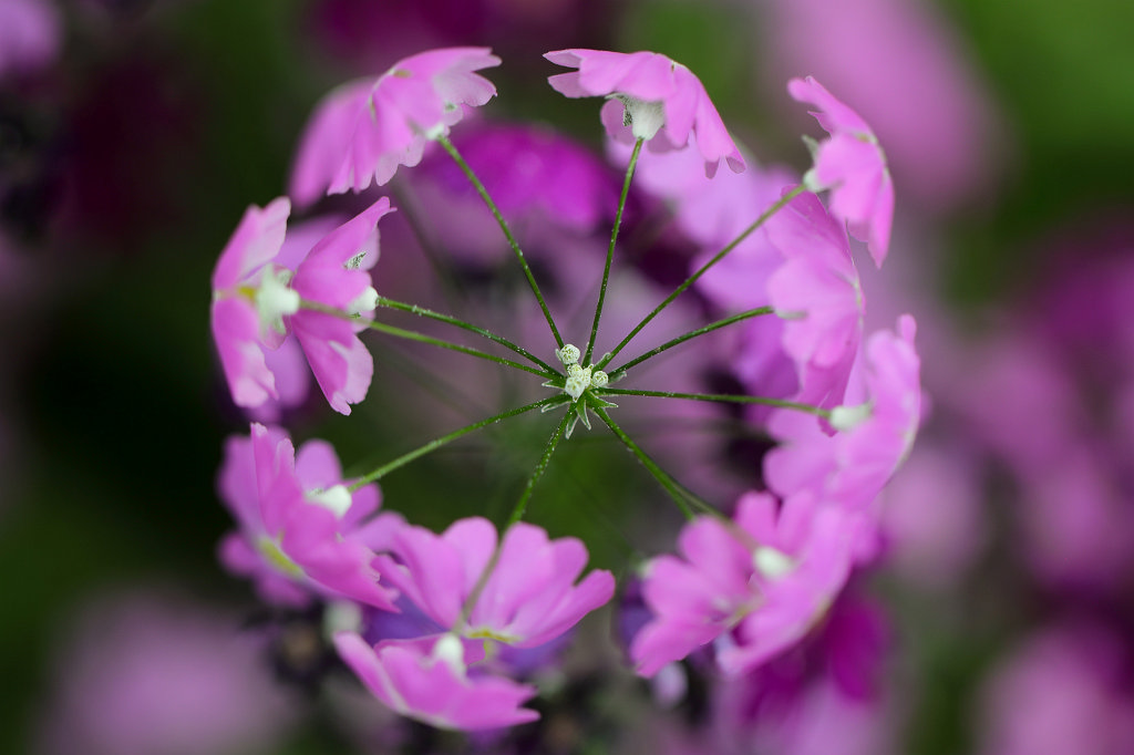 574B2241_c.jpg -  Fairy primrose  ( Fliederprimel )