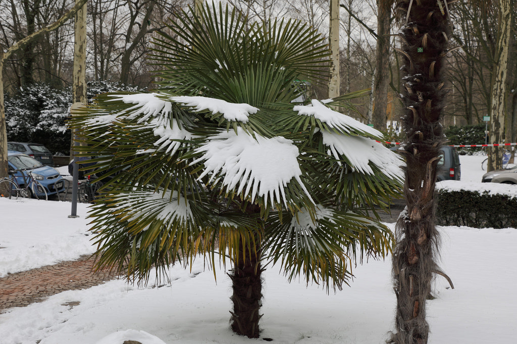 574B2244_c.jpg - Snow covered palm trees at the  Palmengarten 
