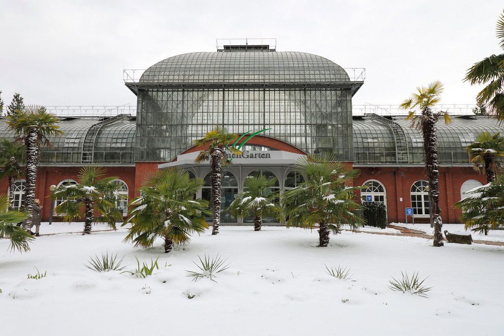 574B2245_c.jpg - Snow covered palm trees at the  Palmengarten 