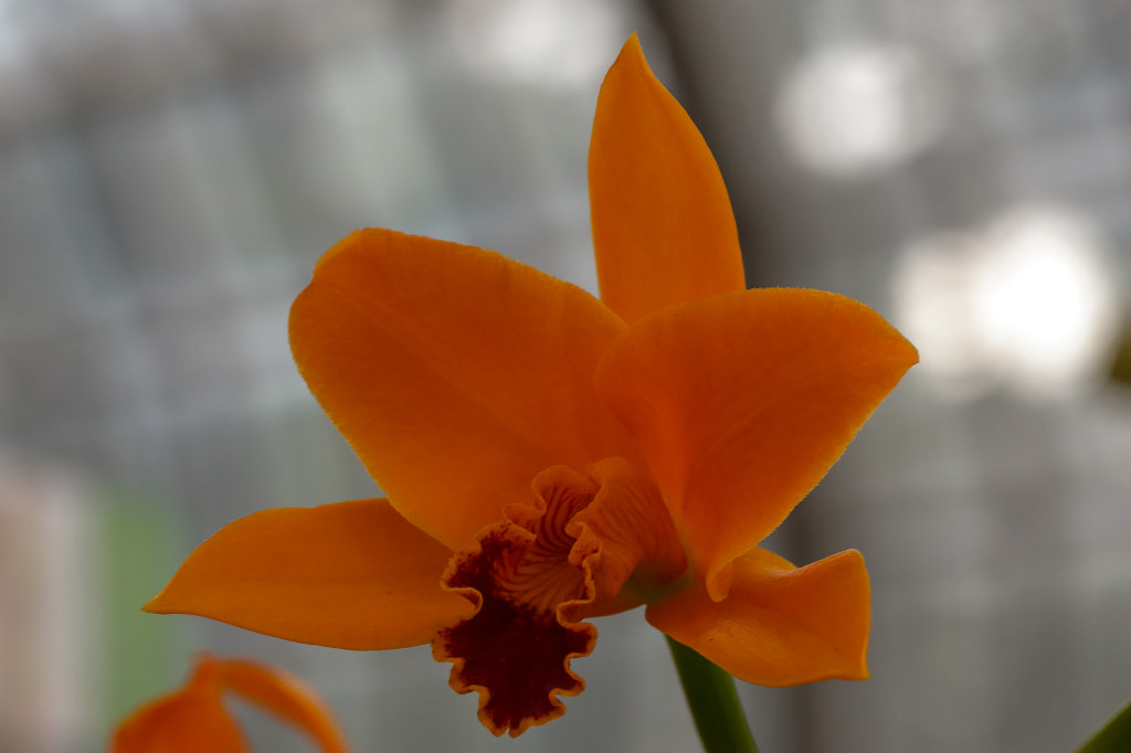 574B2257_c.jpg -  Orchid  exhibition at the  Palmengarten   Frankfurt 