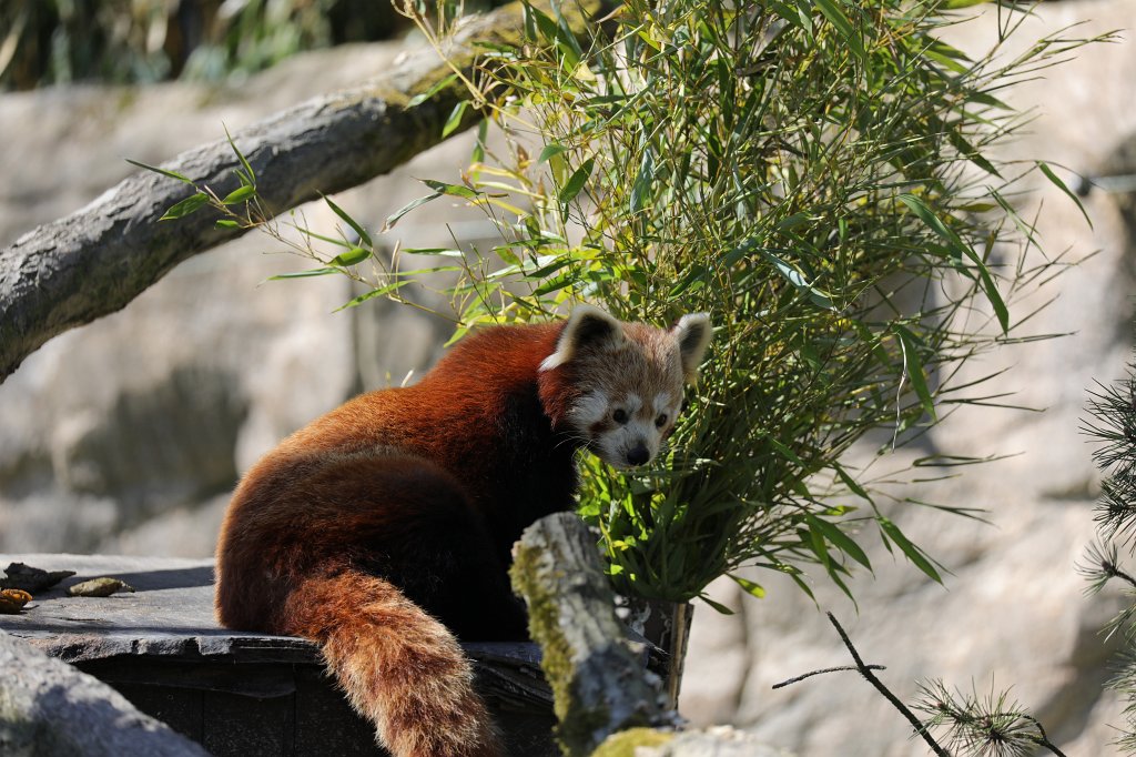 574B2500.JPG -  Red panda  ( Roter Panda )