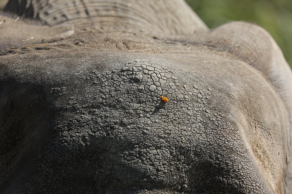 574B2505.JPG -  African bush elephant  ( Afrikanischer Elefant )