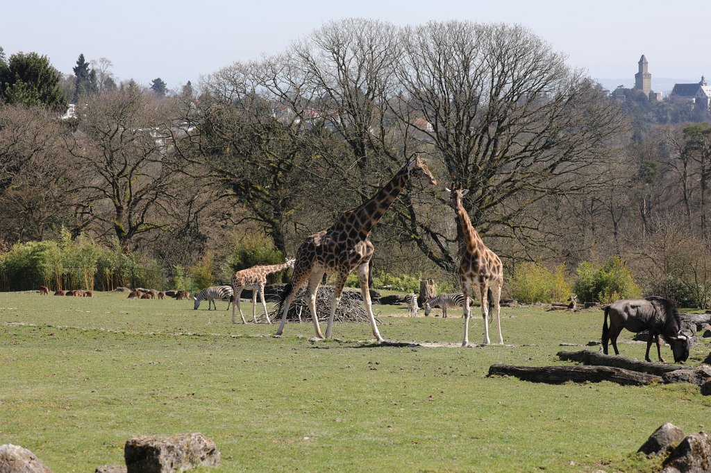 574B2540.JPG -  Rothschild's giraffe  (Rothschild- Giraffe )