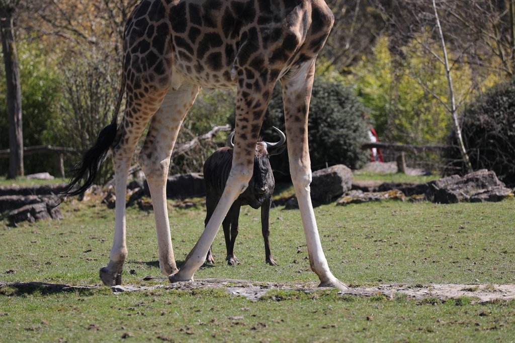574B2546.JPG -  Rothschild's giraffe  (Rothschild- Giraffe ) and the  Wildebeest  ( Gnu )