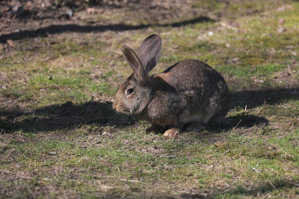 574B2561.JPG -  Flemish Giant rabbit  ( Riesenkaninchen )